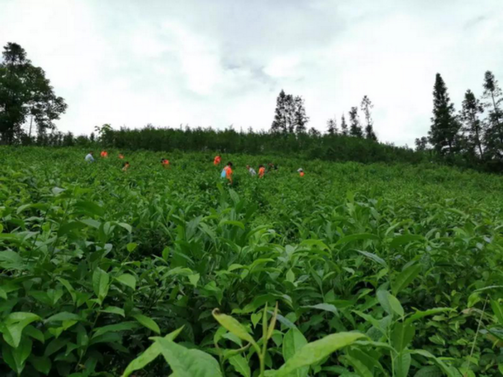 金輝集團(tuán)公益項(xiàng)目